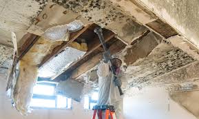 Best Mold Remediation for Vacation Homes  in Kenosha, WI